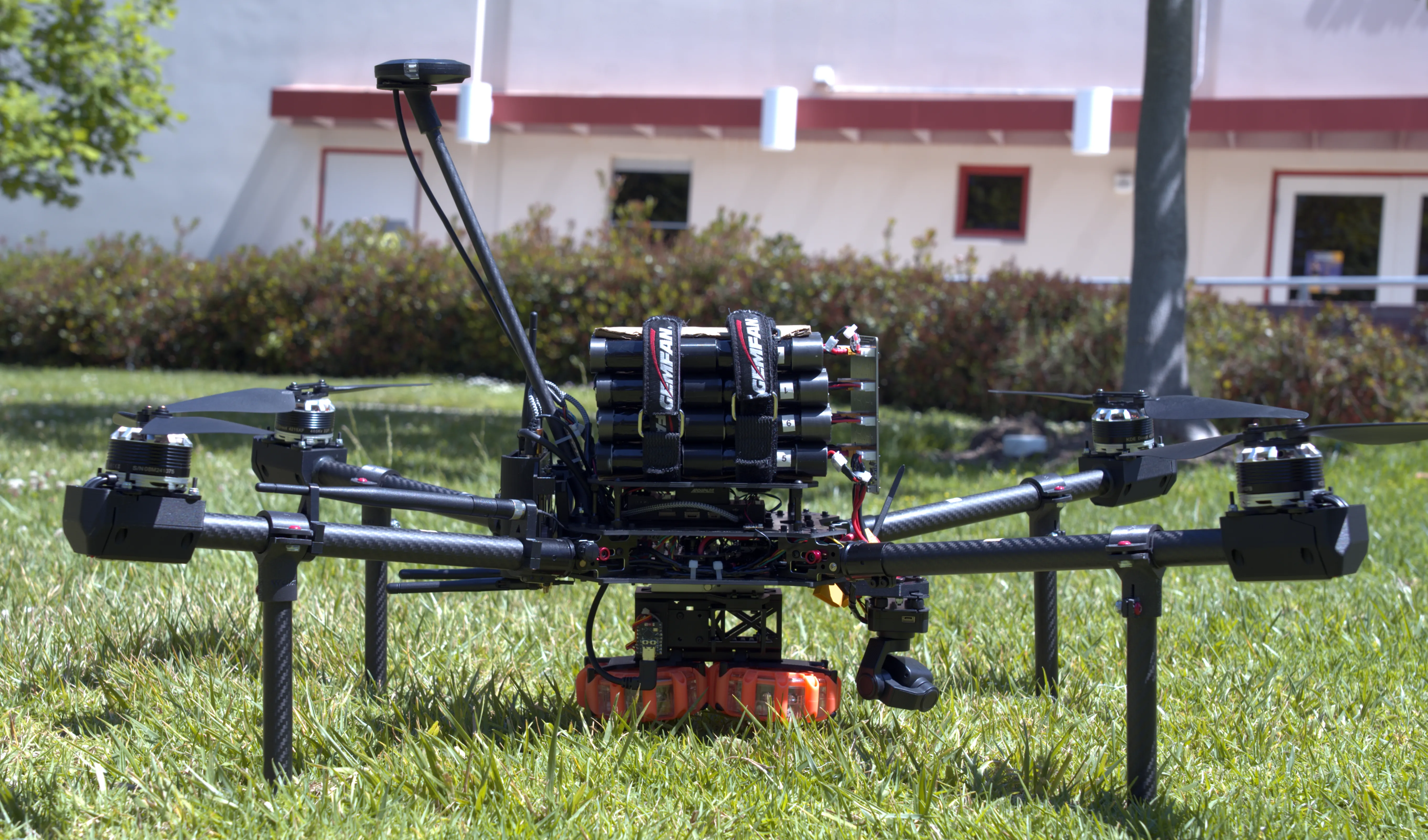Weaver in the grass in front of our lab